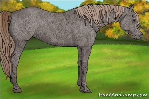 Horse Color:Liver Red Ice Roan Sabino Rabicano