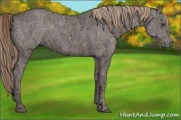 Horse Color:Liver Red Ice Roan Sabino Rabicano 