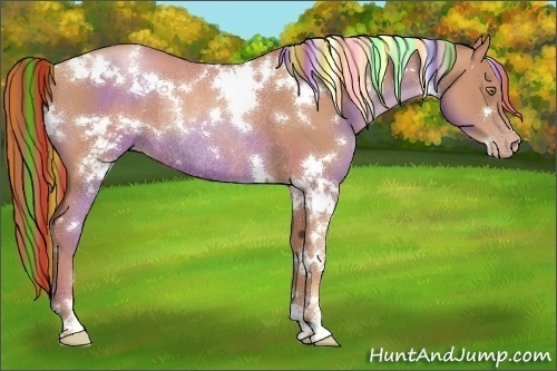 Horse Color:Painted White Spotted Gold Champagne Rabicano 