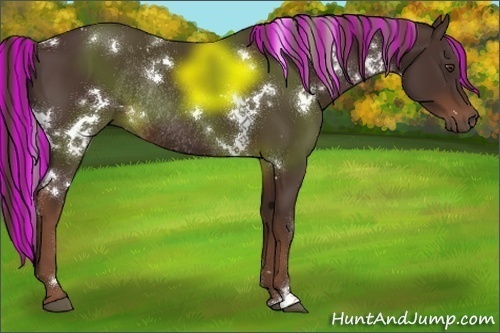 Horse Color:Painted White Spotted Liver Chestnut Rabicano 