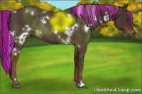 Horse Color:Painted White Spotted Liver Chestnut Rabicano 