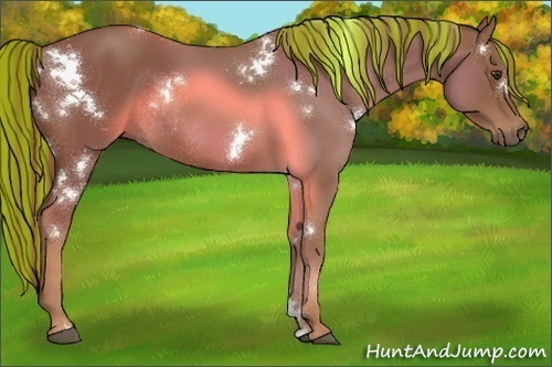 Horse Color:Painted White Spotted Chestnut Rabicano 