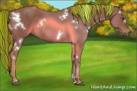 Horse Color:Painted White Spotted Chestnut Rabicano 