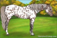 Horse Color:Silver Brown Ice Sabino Near Leopard