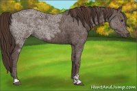 Horse Color:Liver Chestnut Ice Sabino Rabicano 