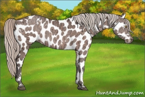 Horse Color:White Spotted Silver Brown Ice Appaloosa Rabicano 