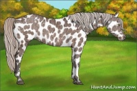Horse Color:White Spotted Silver Brown Ice Appaloosa Rabicano 
