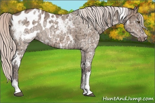 Horse Color:White Spotted Silver Bay Ice Dun Appaloosa Rabicano 
