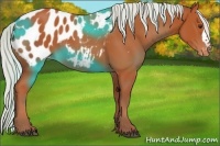 Horse Color:Silver Bay Appaloosa 