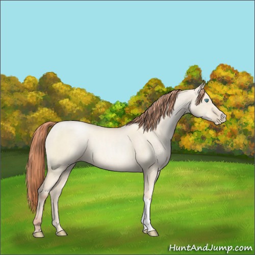Horse Color:Classic Cream Champagne Pearl Dun 