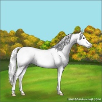 Horse Color:Gray Black Frame 