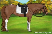 Horse Color:Chestnut Tobiano