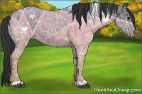 Horse Color:Black Ice Rabicano 