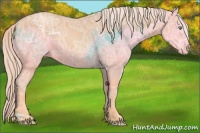 Horse Color:Gold Champagne Ice Rabicano 
