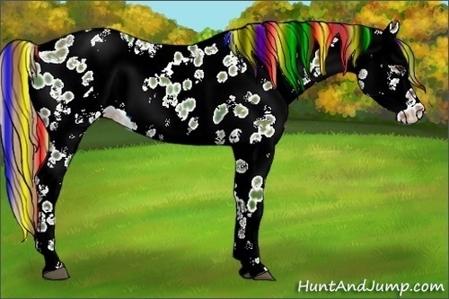 Horse Color:Painted White Spotted Liver Red Dun Splash Appaloosa Rabicano 