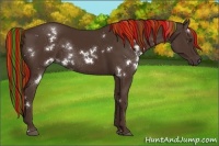 Horse Color:Painted White Spotted Liver Chestnut Rabicano 