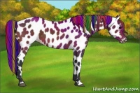 Horse Color:Painted Bay Appaloosa 