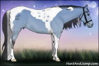 Horse Color:Buckskin Tobiano