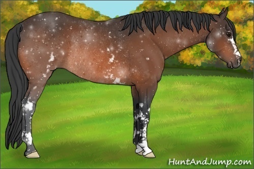 Horse Color:White Spotted Bay Rabicano