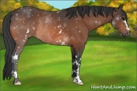 Horse Color:White Spotted Bay Rabicano
