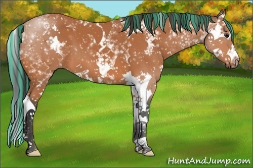 Horse Color:Painted White Spotted Bay Splash