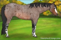 Horse Color:White Spotted Bay Roan