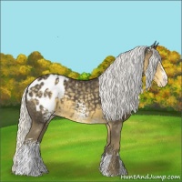 Horse Color:White Spotted Silver Smoky Black Chinchilla Sabino Appaloosa