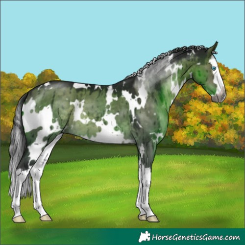 Horse Color:Gray Platinum White Spotted Brown Dun Splash Brindle 