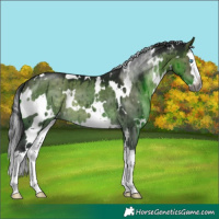Horse Color:Gray Platinum White Spotted Brown Dun Splash Brindle 