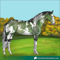 Horse Color:Gray Platinum White Spotted Brown Dun Splash Brindle