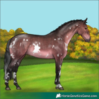 Horse Color:Gray Platinum White Spotted Brown Dun Brindle 