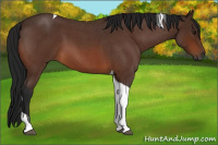 Horse Color:Gray Bay Roan Tobiano