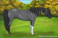 Horse Color:Blue Roan Tobiano