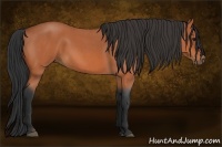 Horse Color:Bay Roan 