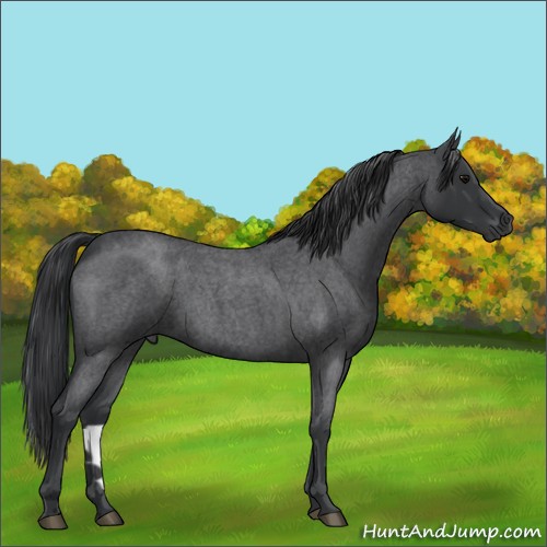 Horse Color:Blue Roan 