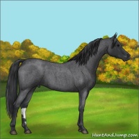 Horse Color:Blue Roan 