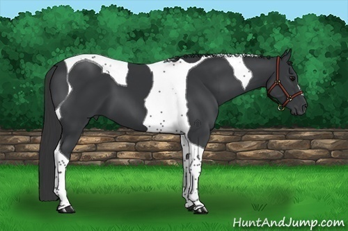 Horse Color:Black Tobiano 