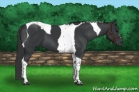 Horse Color:Black Tobiano