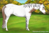 Horse Color:Chestnut Splash Tobiano Frame Appaloosa