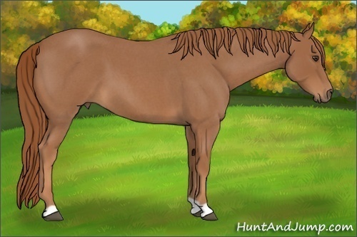 Horse Color:Red Roan 