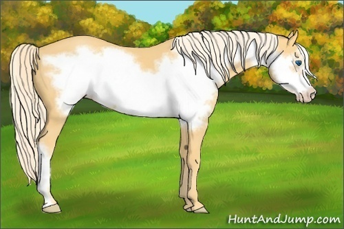 Horse Color:Gold Cream Champagne Frame 
