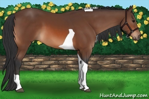 Horse Color:Bay Tobiano 