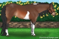 Horse Color:Bay Tobiano 