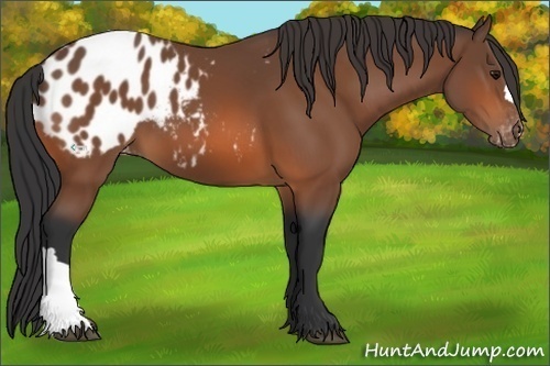 Horse Color:Bay Appaloosa 