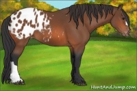 Horse Color:Bay Appaloosa 