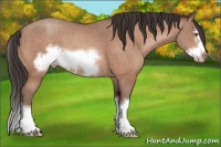 Horse Color:Sable Champagne Sabino Splash Frame 