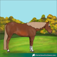 Horse Color:Chestnut Tobiano 