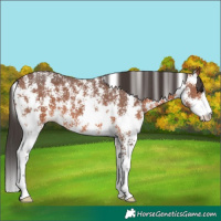 Horse Color:Bay Sabino 