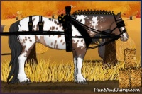 Horse Color:White Spotted Brown Appaloosa 