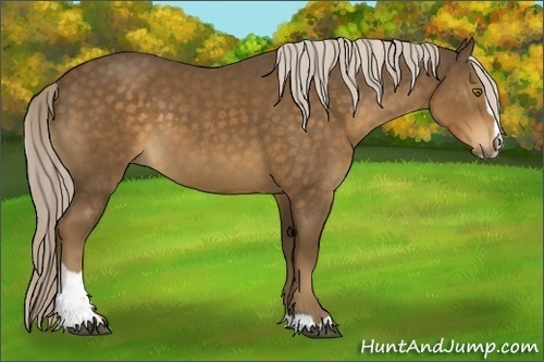 Horse Color:Chocolate Palomino Sabino 